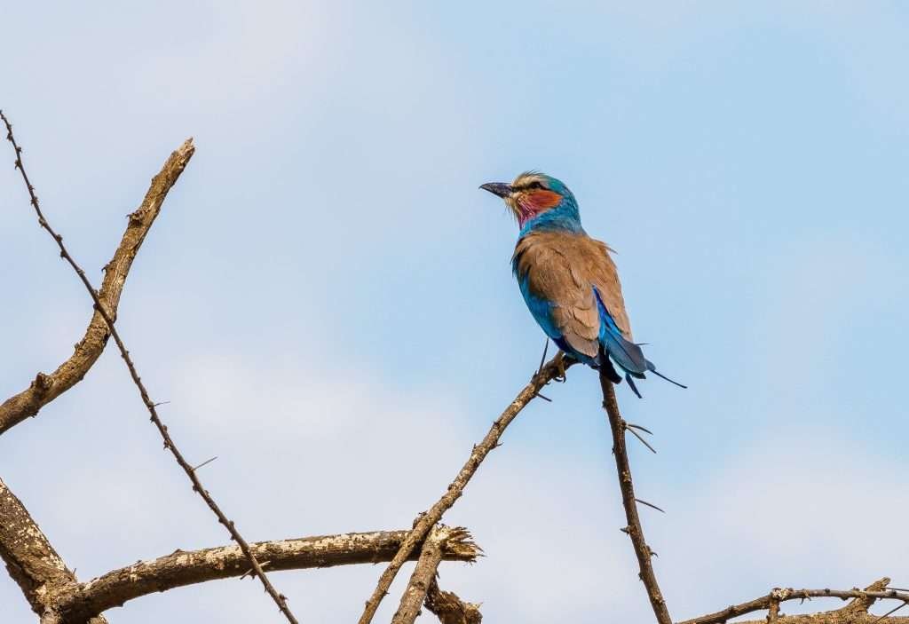 Bird watching safari tours in Kenya Tanzania with Aether safari collection 3 scaled