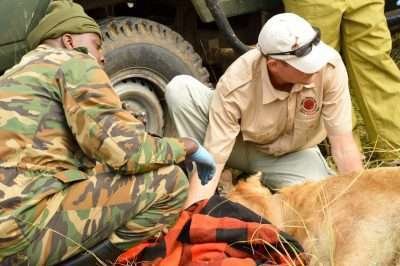 Lion tracking Masai Mara National Reserve Aether safari collection Photo credits Mara predator project