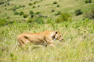 Lion tracking Masai Mara National Reserve