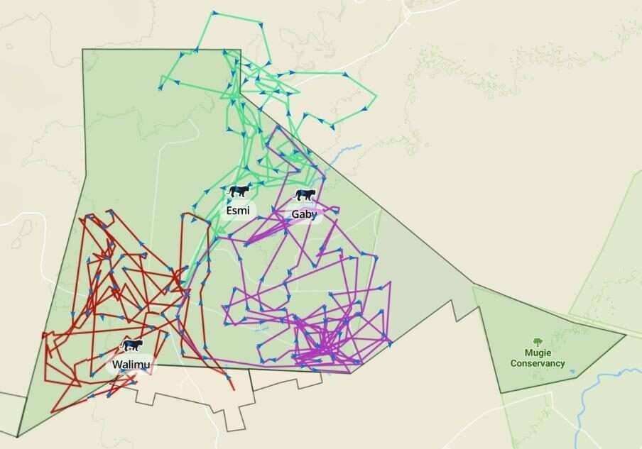 Lion tracking at Mugie Conservancy in Kenya Aether safari collection photo credits Governors Camps 3
