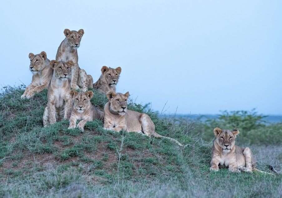 Lion tracking at Mugie Conservancy in Kenya Aether safari collection photo credits Governors Camps 7