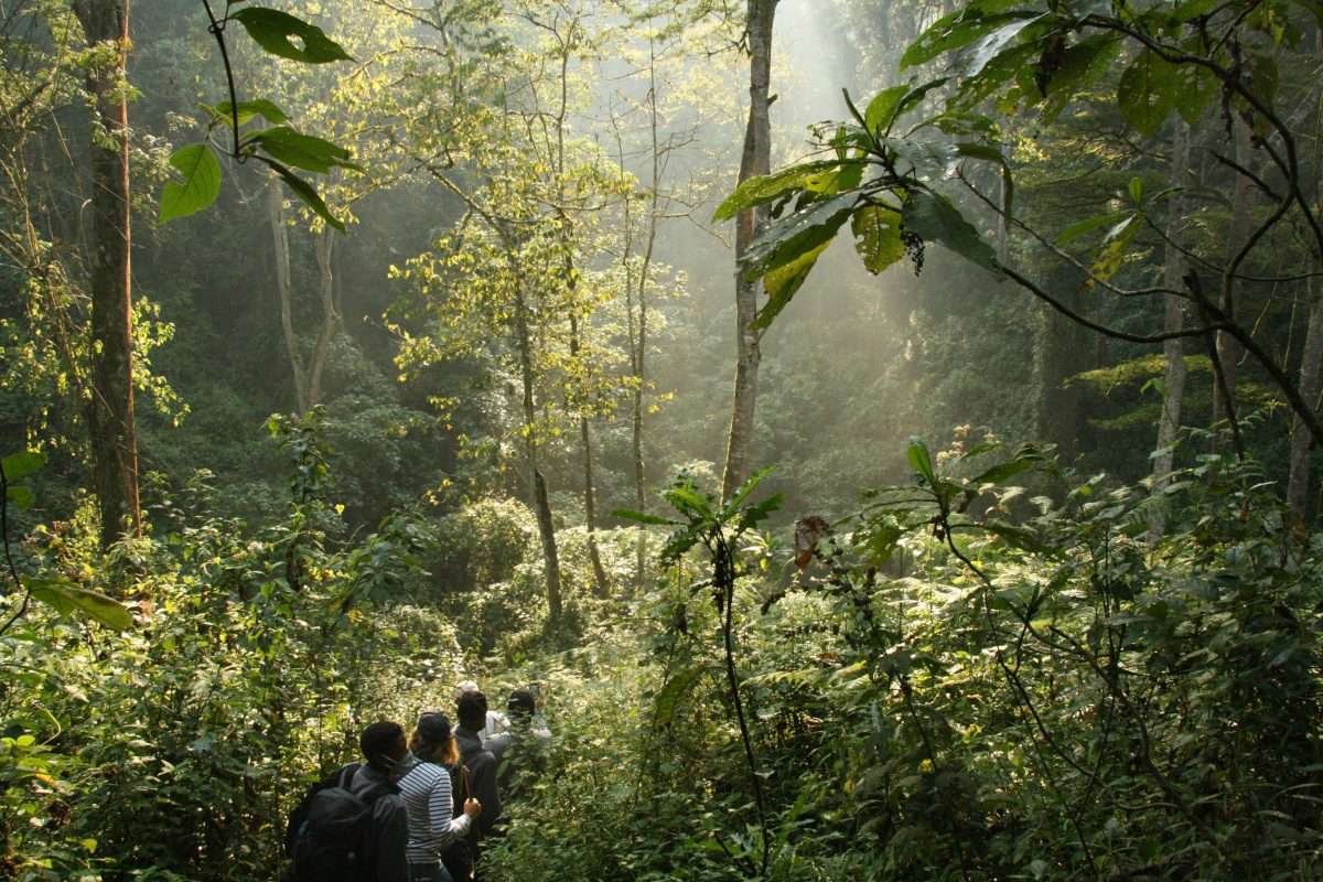 Uganda Gorilla Trekking tours Aether safari collection Bwindi Impenetrable National Park scaled