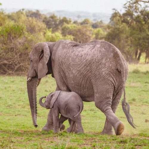 Amboseli National Park Kenya safaris 30