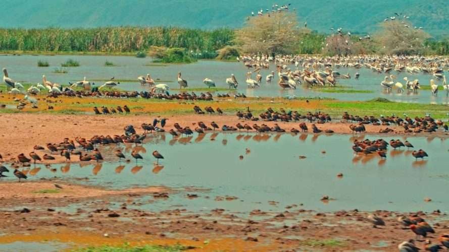 Lake Manyara National Park Tanzania luxury safaris Aether safari collection