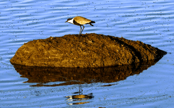 Bird from website 2