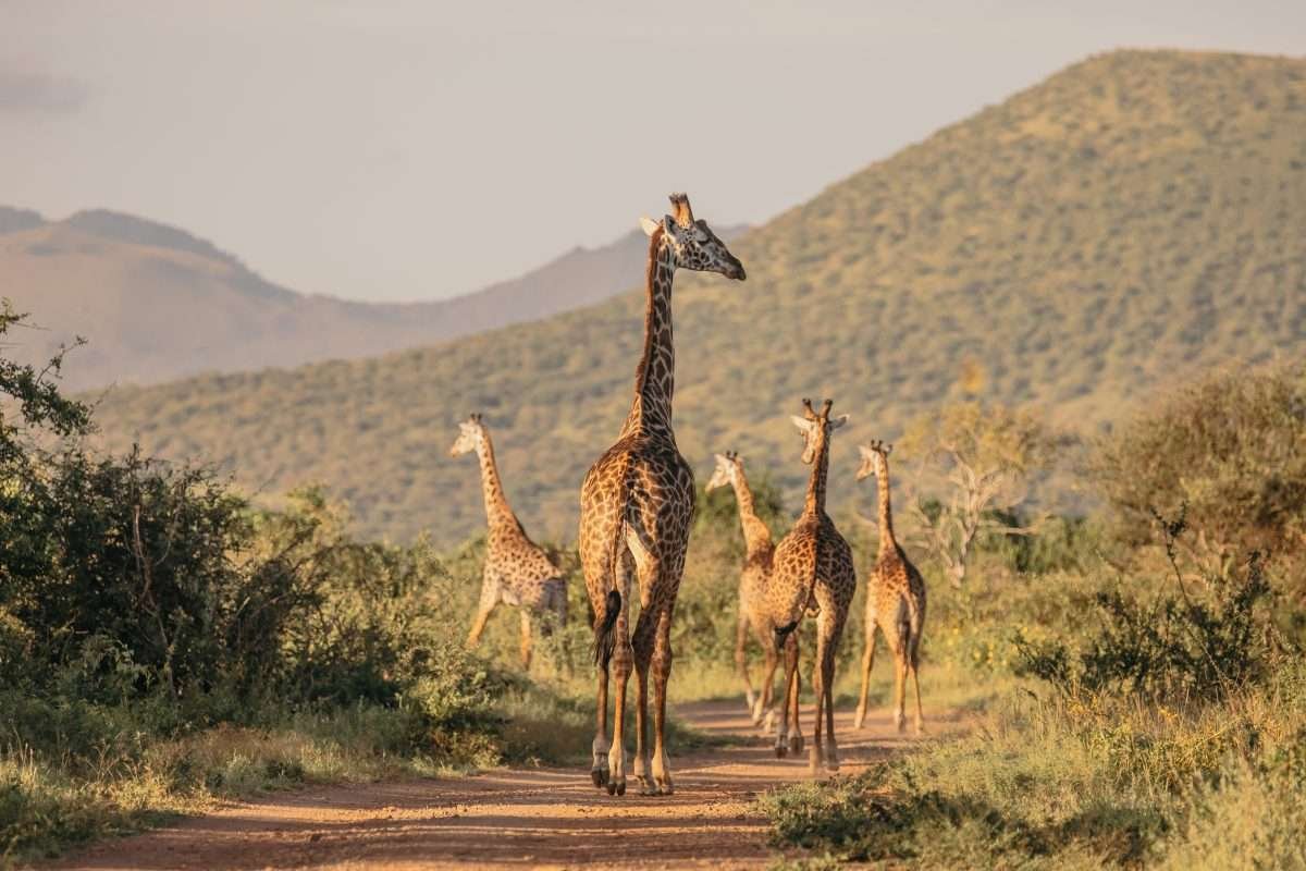 Kenya Family safaris Finch Hattons Luxury Tented Camp Tsavo West National Park Aether safari collection Limited 1 scaled