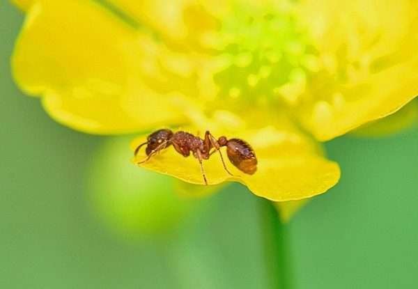 nature ant