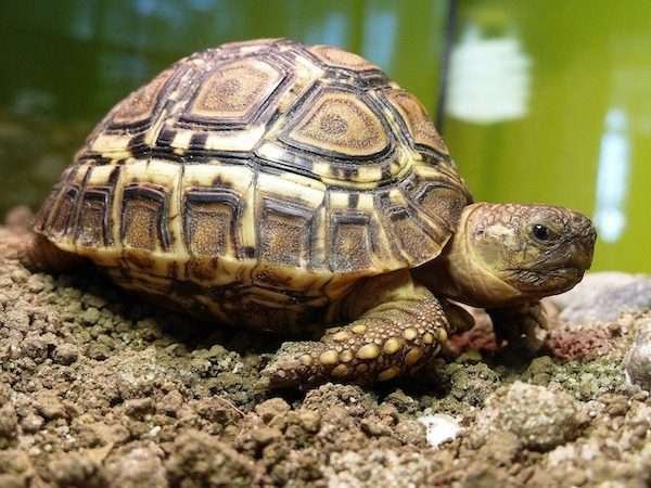 turtle leopardia