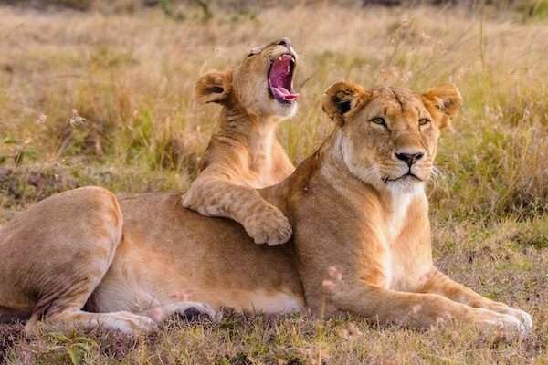 Kenya Mama and Baby Lions