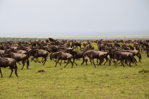 migration