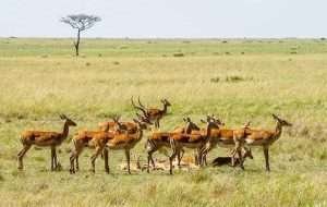 impala
