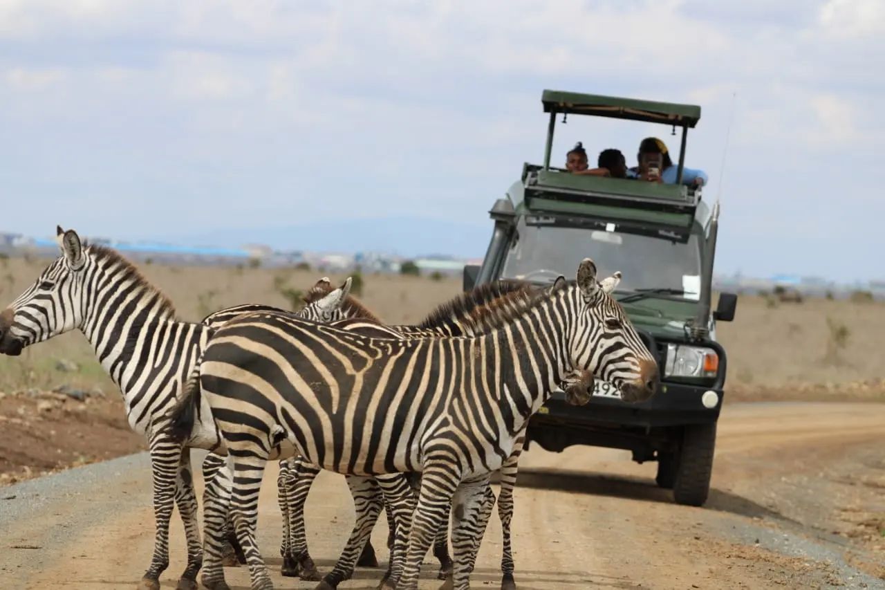 Nairobi National Park Lions scaled