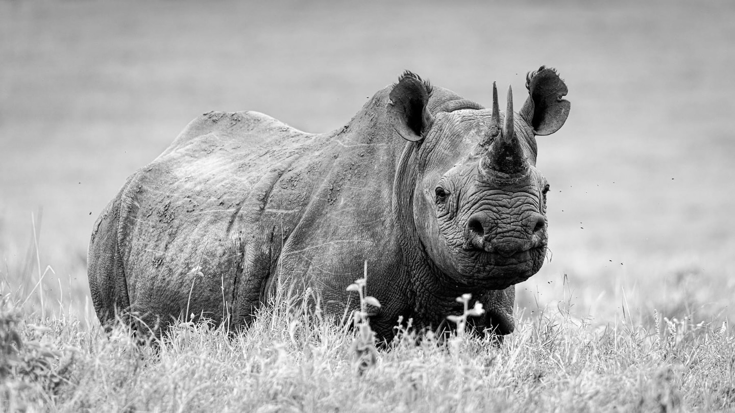 Black and white photograph of a rhino in long grass