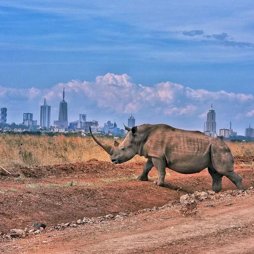 Rhino walking with the Nairobi skyline behind