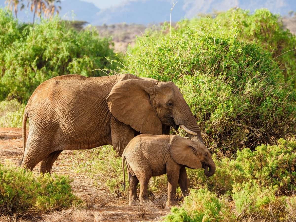 African elephant Kenya safari tour packages by Aether safari collection 1 scaled