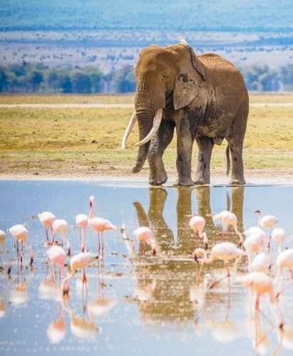 Kenya 18072