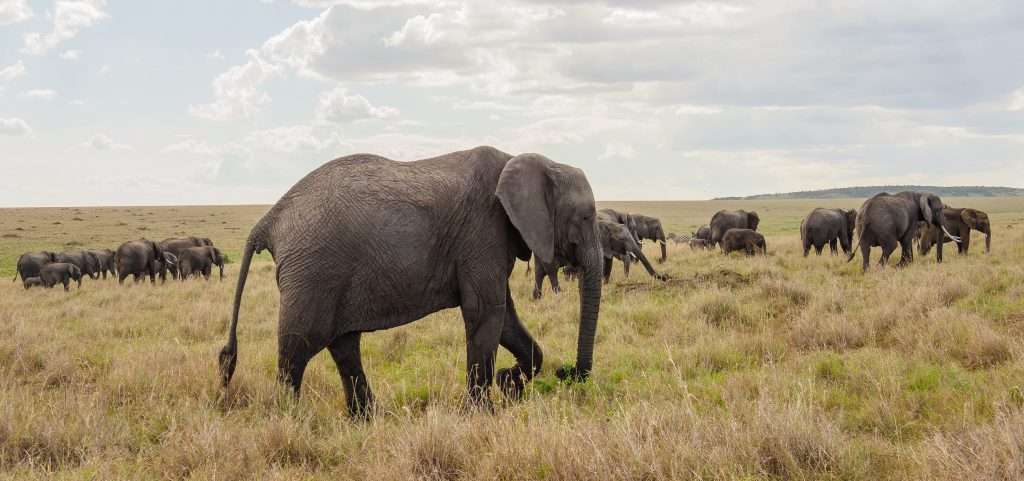 Kenya 19299 scaled