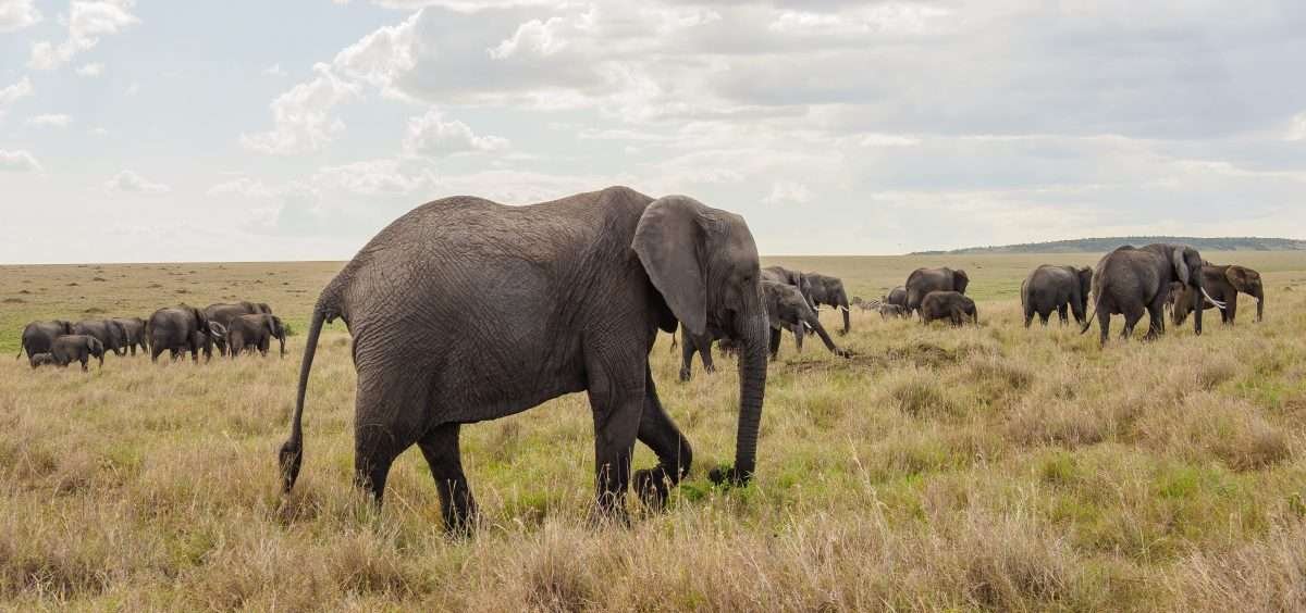 Kenya 19299 scaled