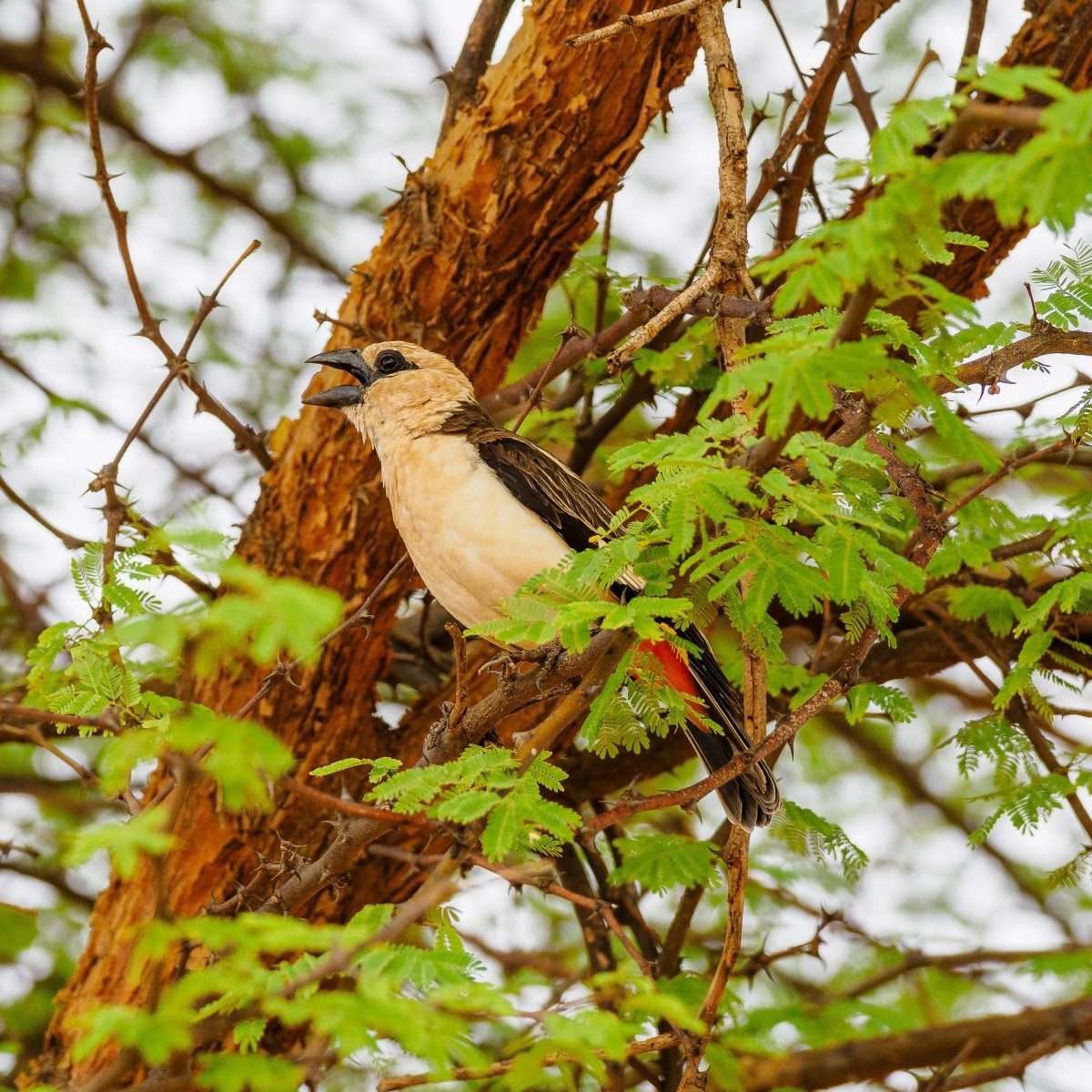 Kenya bird watching safari tour packages by Aether safari collection scaled