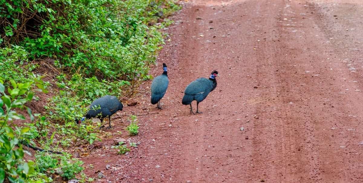 Lake Manyara National Park Tanzania Book best Kenya safaris Tanzania safaris and Africa safari holidays with Aether safari collection 11 scaled