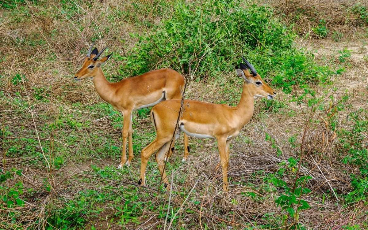 Lake Manyara National Park Tanzania Book best Kenya safaris Tanzania safaris and Africa safari holidays with Aether safari collection 34 scaled