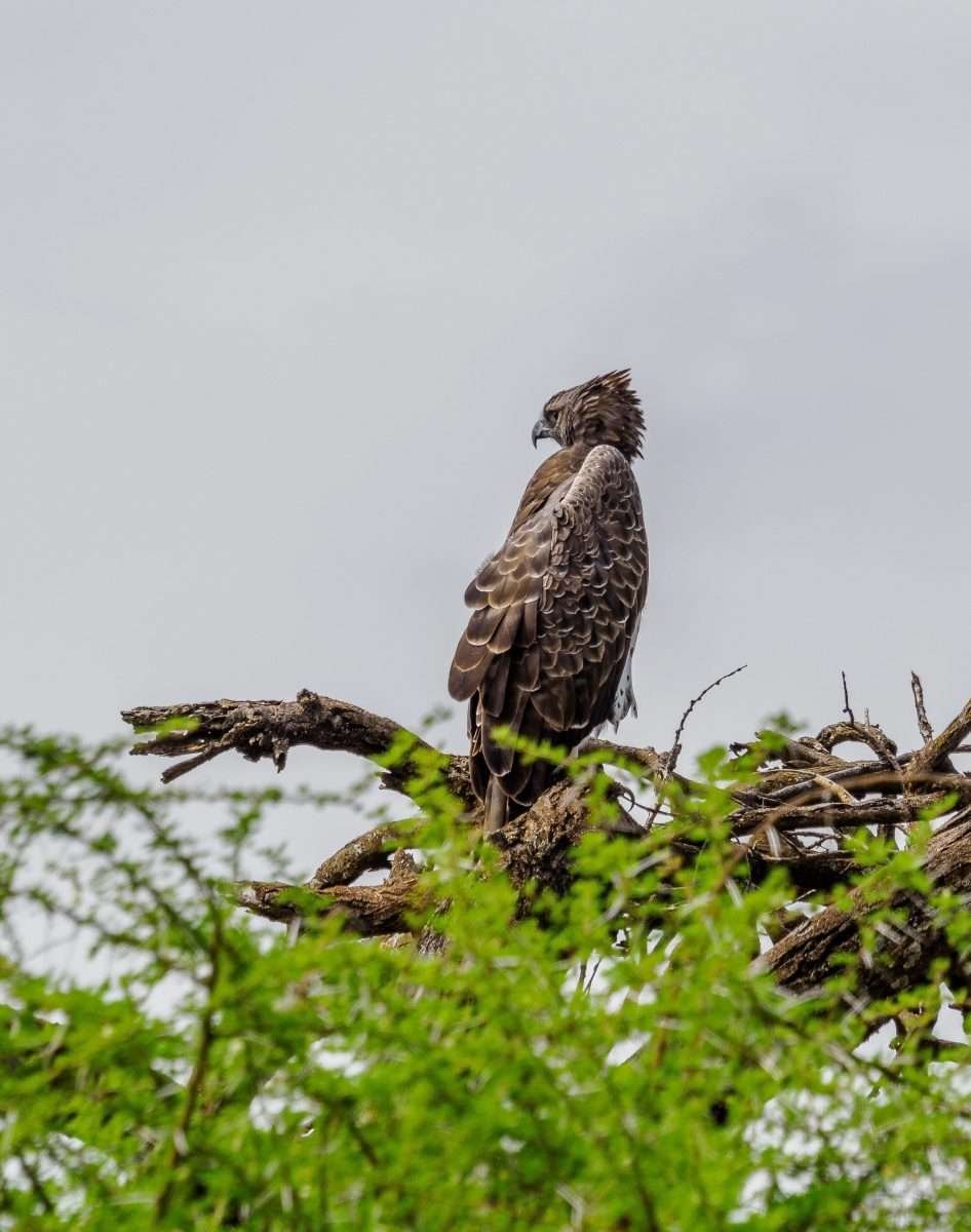 Lake Manyara National Park Tanzania Book best Kenya safaris Tanzania safaris and Africa safari holidays with Aether safari collection 39 scaled