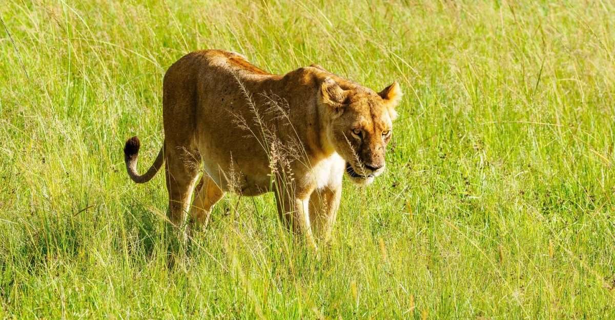 Lion Kenya safari tour packages by Aether safari collection 1 scaled