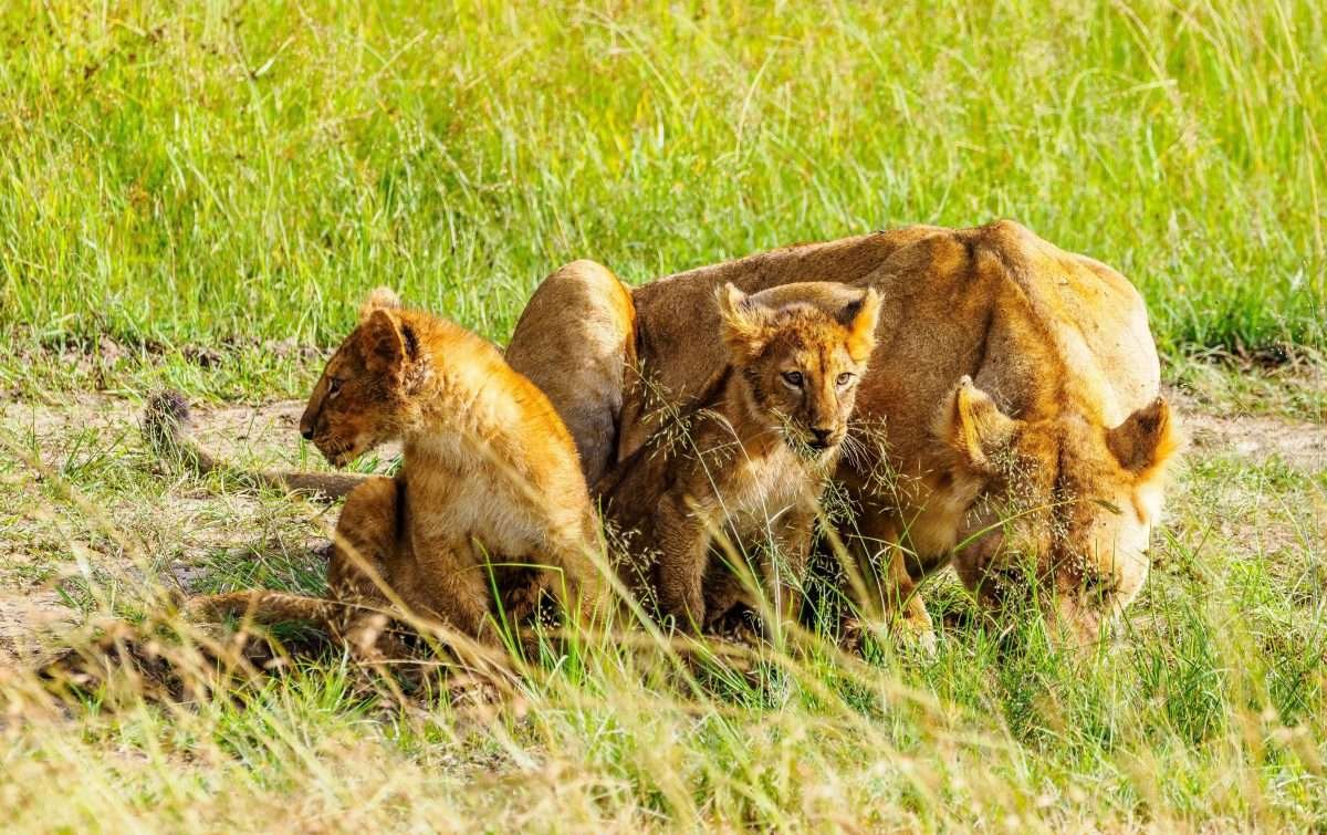 Lion Kenya safari tour packages by Aether safari collection 2 scaled