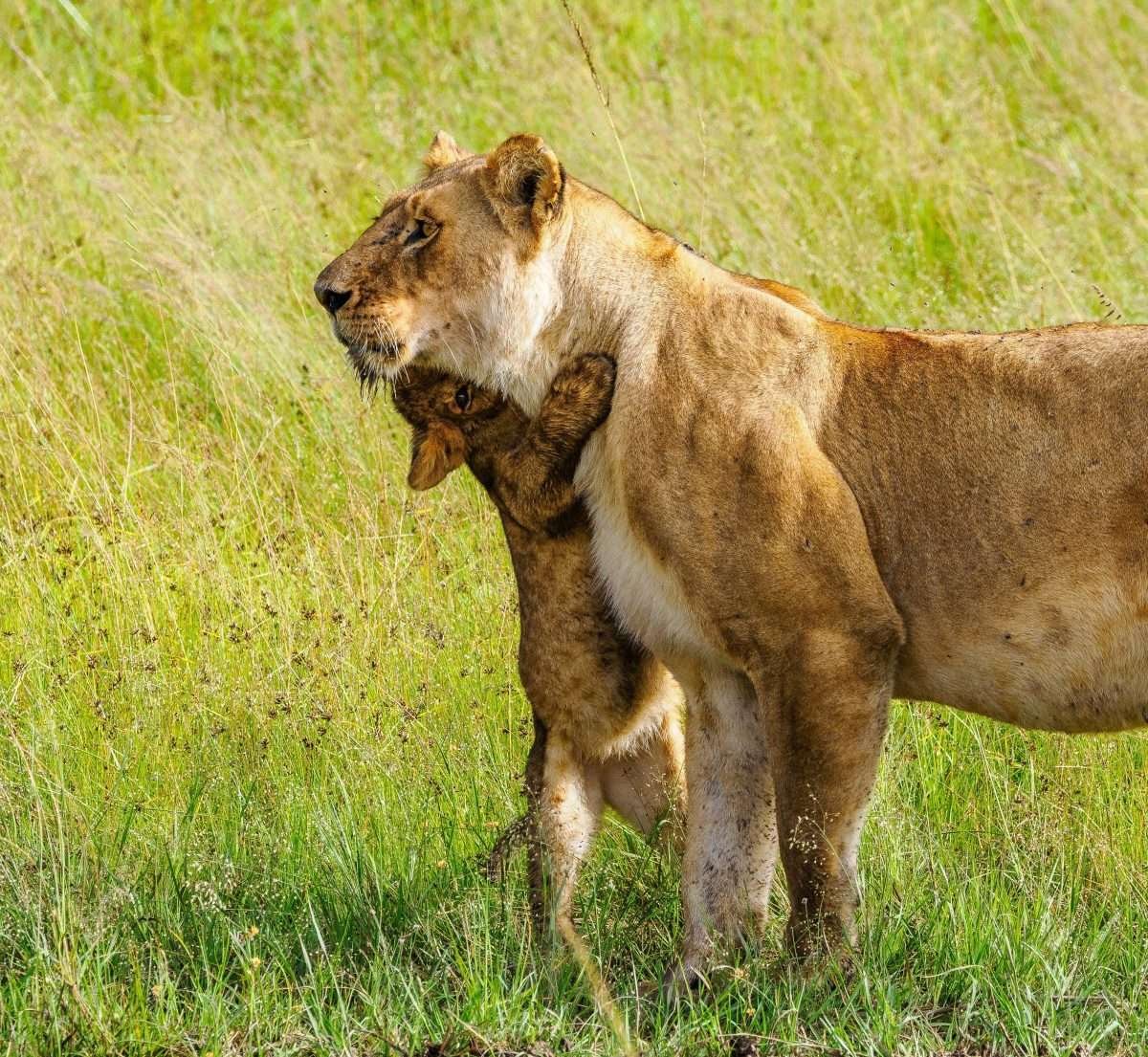 Lion Kenya safari tour packages by Aether safari collection 3 scaled