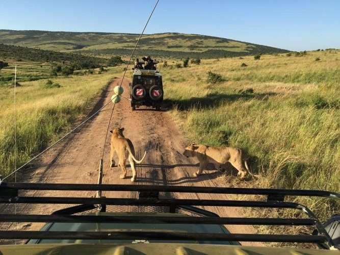 Lions crossing Kenya safari tour packages by Aether safari collection