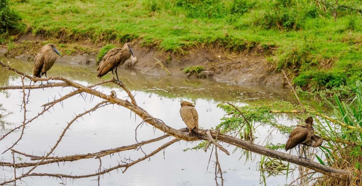 Ngorongoro Conservation Area Tanzania Book best Kenya safaris Tanzania safaris and Africa safari holidays with Aether safari collection 146 scaled