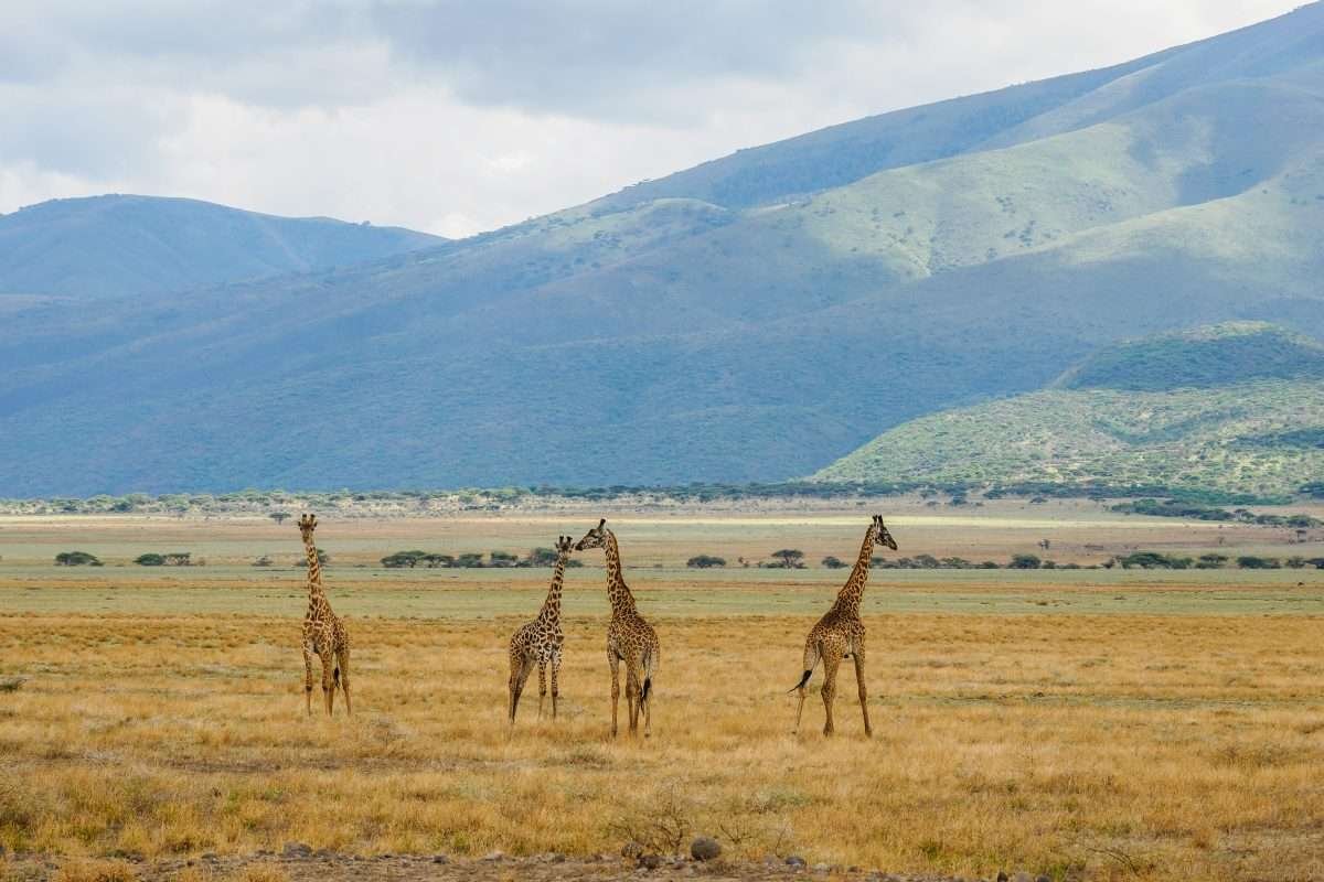 Ngorongoro Conservation Area Tanzania Book best Kenya safaris Tanzania safaris and Africa safari holidays with Aether safari collection 33 scaled