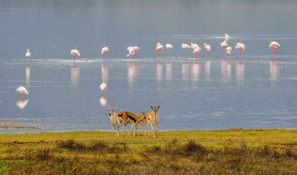 Ngorongoro Conservation Area Tanzania Book best Kenya safaris Tanzania safaris and Africa safari holidays with Aether safari collection 52 scaled