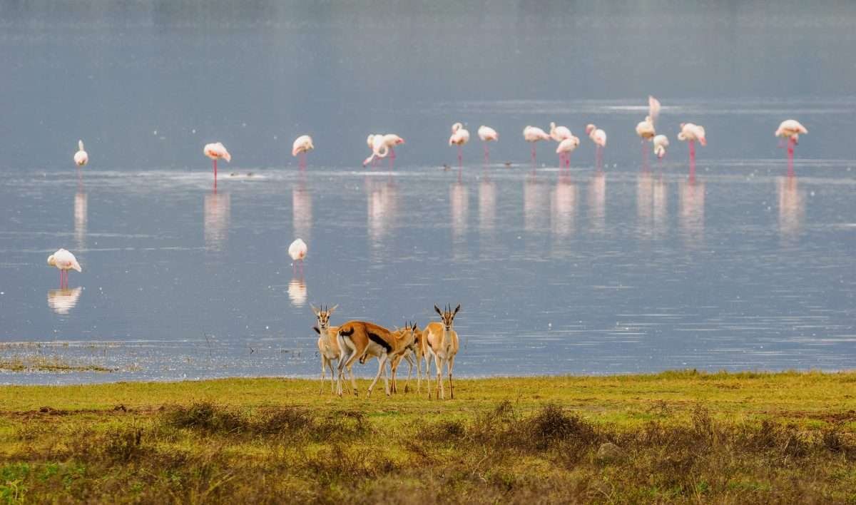 Ngorongoro Conservation Area Tanzania Book best Kenya safaris Tanzania safaris and Africa safari holidays with Aether safari collection 52 scaled