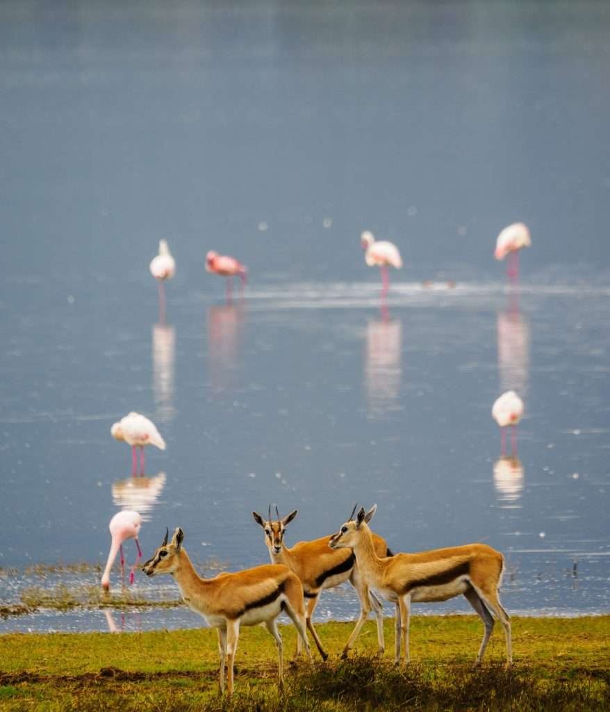 Ngorongoro Conservation Area Tanzania Book best Kenya safaris Tanzania safaris and Africa safari holidays with Aether safari collection 55 scaled