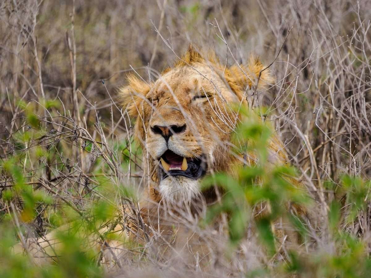 Ngorongoro Conservation Area Tanzania Book best Kenya safaris Tanzania safaris and Africa safari holidays with Aether safari collection 76 scaled