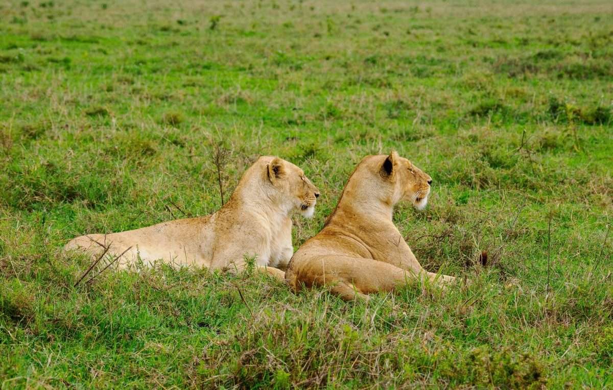 Aether safari collection is an African safari tour operator in Kenya that offers tailor-made, affordable & immersive safari experiences across East Africa. Book affordable East Africa 4x4 wildlife safari holidays in Kenya, Tanzania, Zanzibar, Uganda & Rwanda. With offices in Africa’s safari capital of Nairobi & Diani beach, we offer mid-range, luxury & superior luxury safaris starting from Nairobi, Diani beach, Mombasa, Malindi, Watamu and Arusha town.