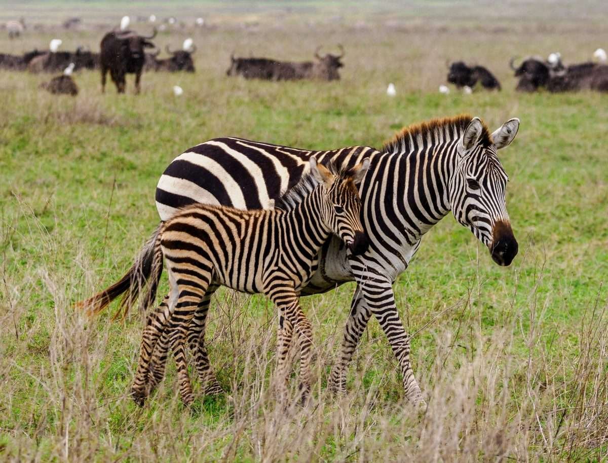 Ngorongoro Conservation Area Tanzania Book best Kenya safaris Tanzania safaris and Africa safari holidays with Aether safari collection 92 scaled