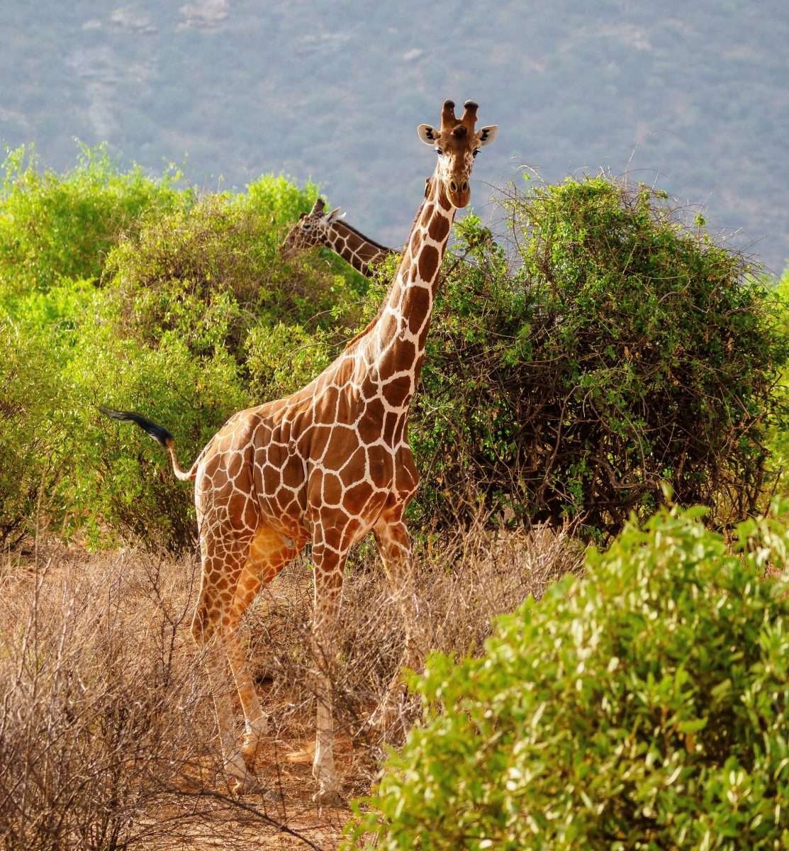 Samburu National Reserve Kenya safari tour packages by Aether safari collection scaled