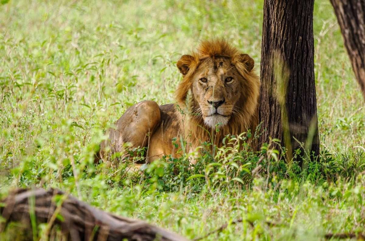 Serengeti National Park Tanzania Book best Kenya safaris Tanzania safaris and Africa safari holidays with Aether safari collection 143 scaled