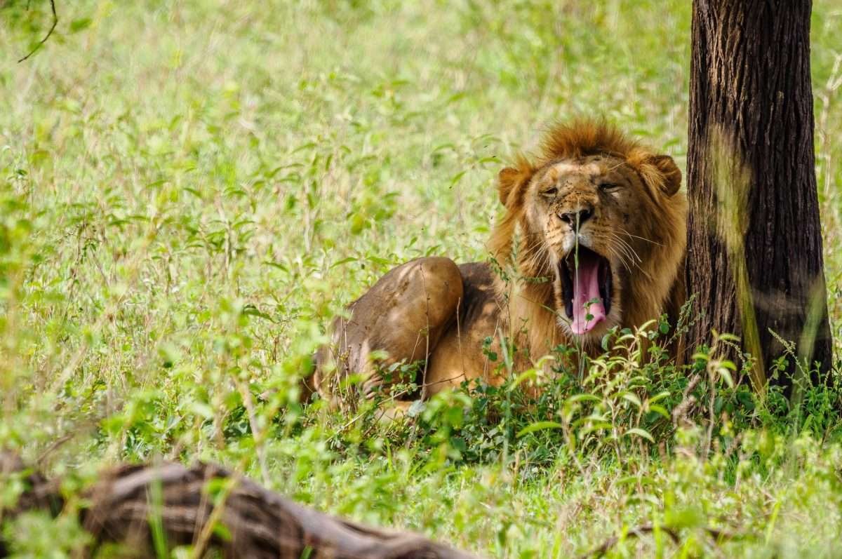 Serengeti National Park Tanzania Book best Kenya safaris Tanzania safaris and Africa safari holidays with Aether safari collection 144 1 scaled