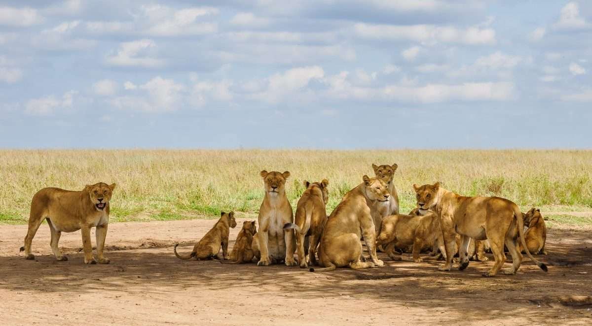 Serengeti National Park Tanzania Book best Kenya safaris Tanzania safaris and Africa safari holidays with Aether safari collection 278 scaled