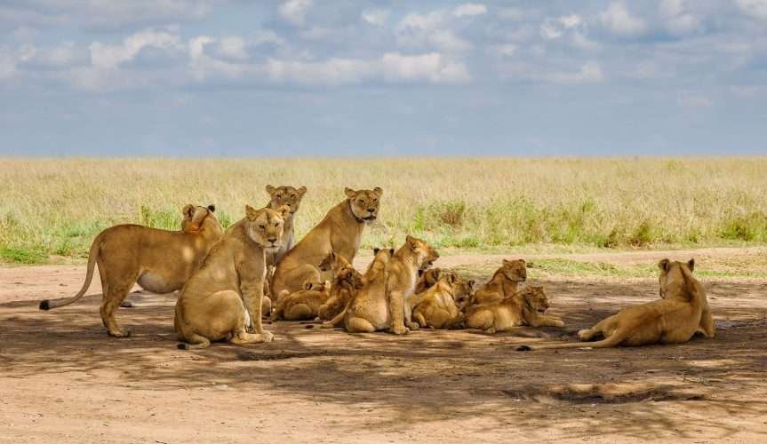 Serengeti National Park Tanzania Book best Kenya safaris Tanzania safaris and Africa safari holidays with Aether safari collection 283