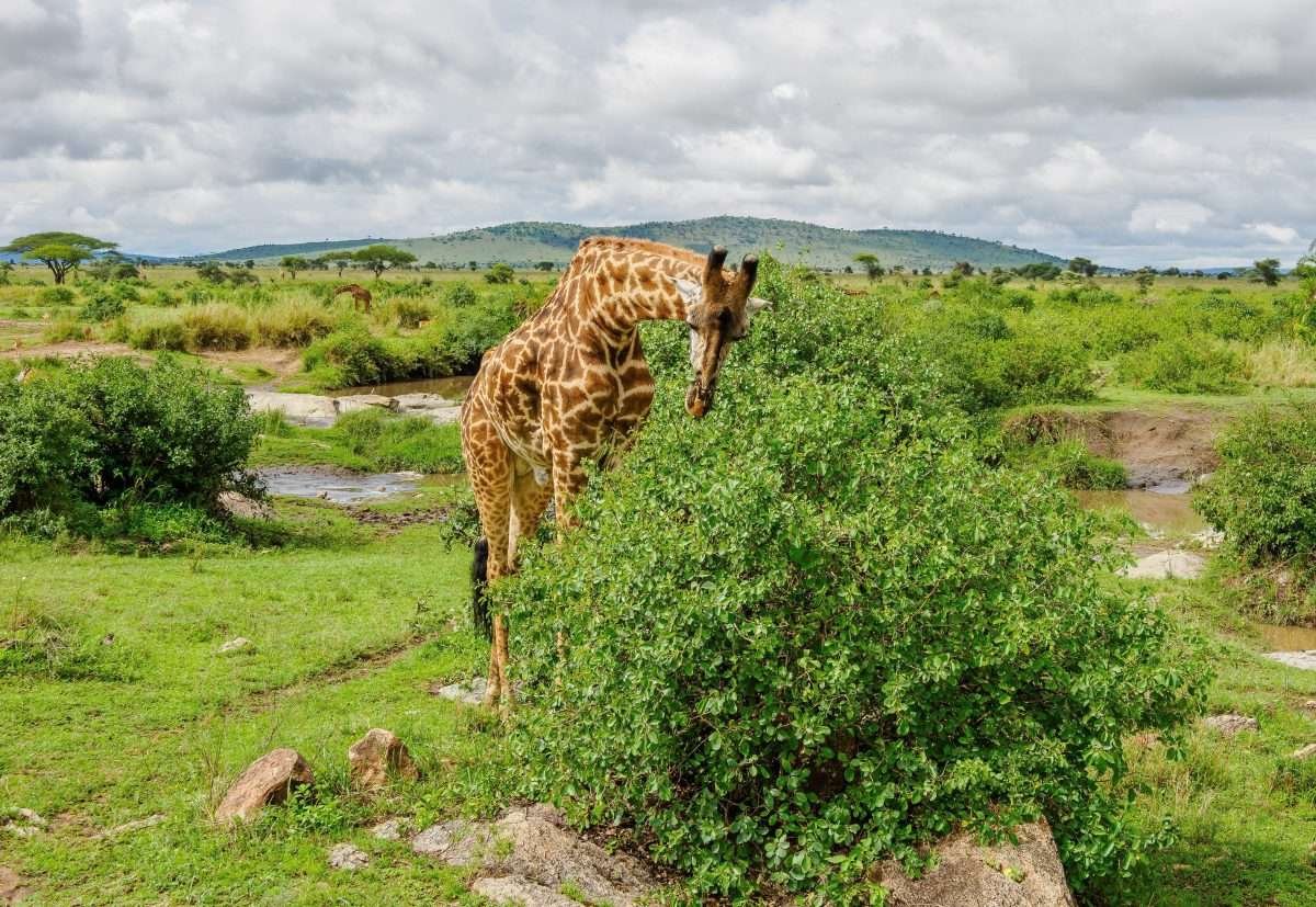 Serengeti National Park Tanzania Book best Kenya safaris Tanzania safaris and Africa safari holidays with Aether safari collection 51 1 scaled
