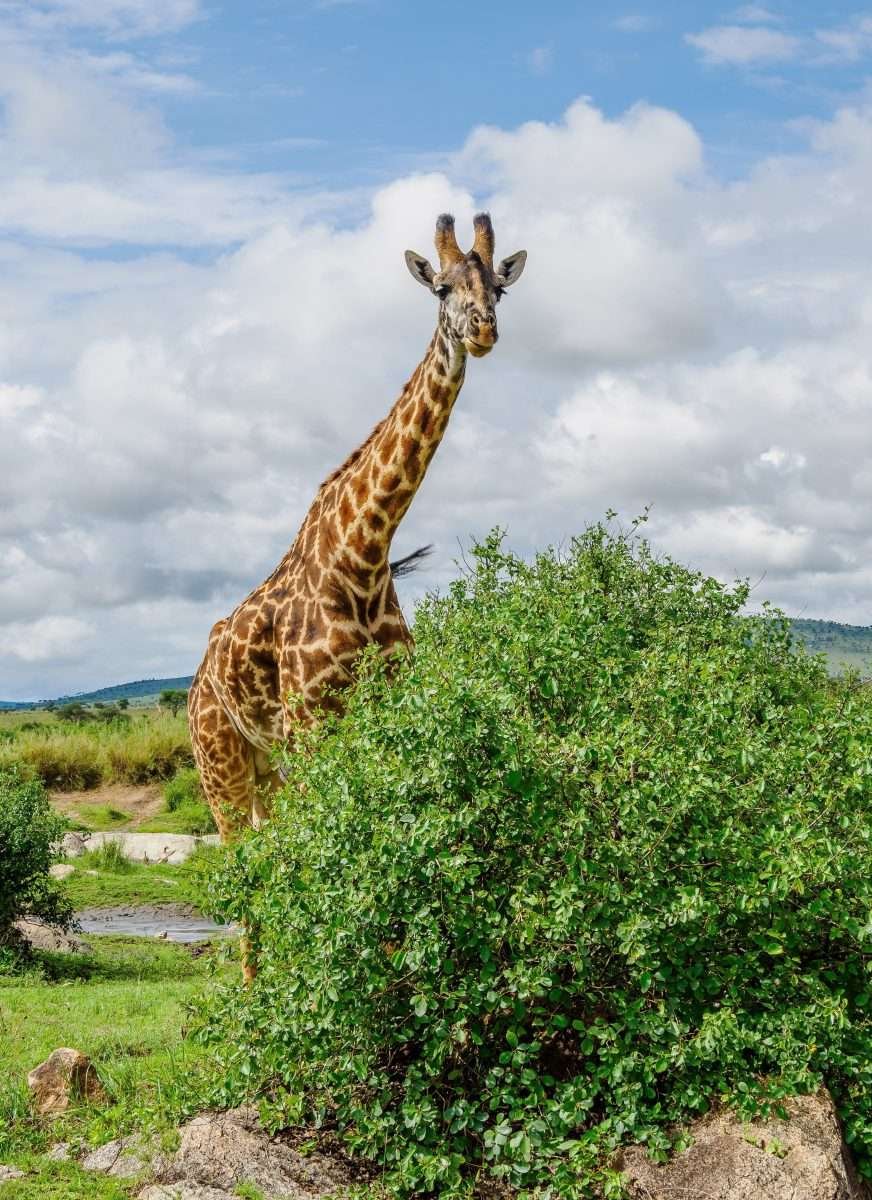 Serengeti National Park Tanzania Book best Kenya safaris Tanzania safaris and Africa safari holidays with Aether safari collection 52 1 scaled