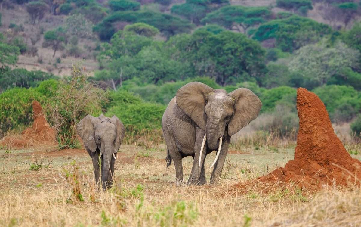 Tarangire National Park Book best Kenya safaris Tanzania safaris and Africa safari holidays with Aether safari collection 207 scaled