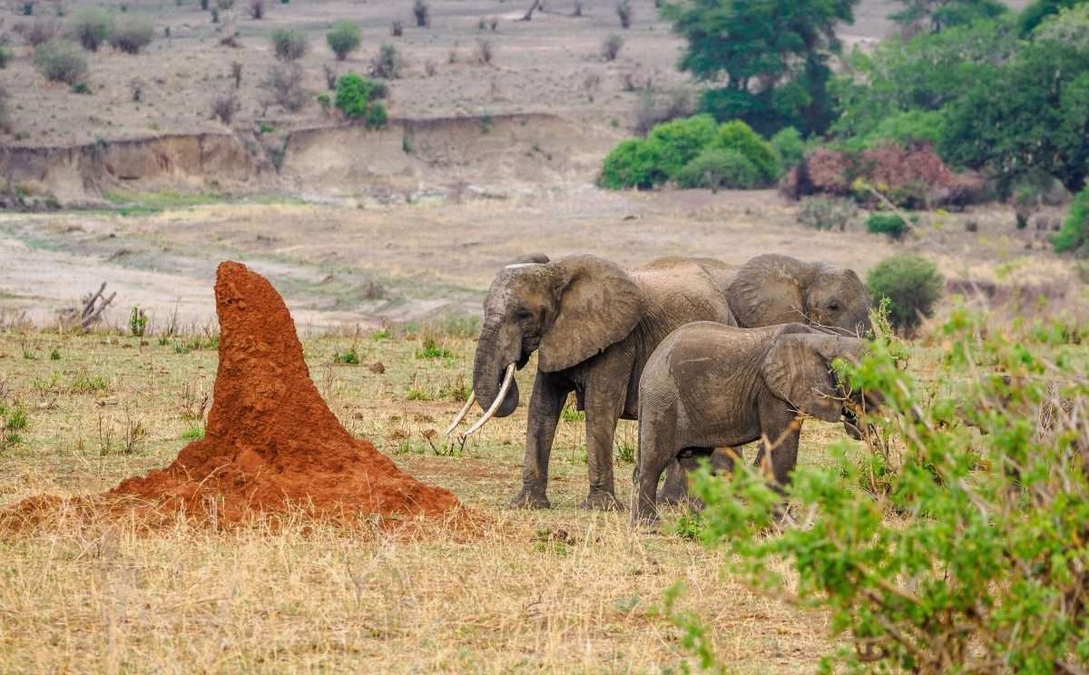 Tarangire National Park Book best Kenya safaris Tanzania safaris and Africa safari holidays with Aether safari collection 215 scaled