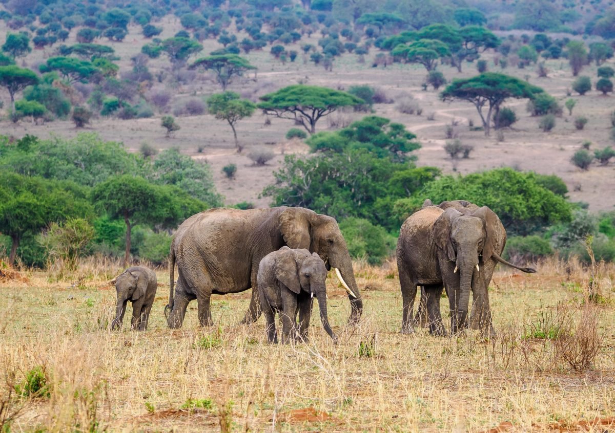 Tarangire National Park Book best Kenya safaris Tanzania safaris and Africa safari holidays with Aether safari collection 217 scaled