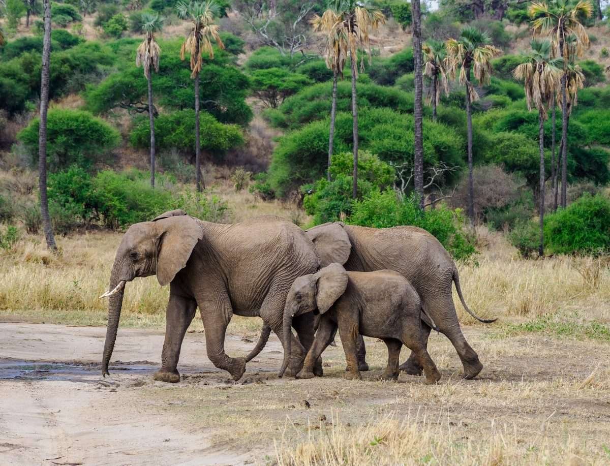 Tarangire National Park Book best Kenya safaris Tanzania safaris and Africa safari holidays with Aether safari collection 52 scaled