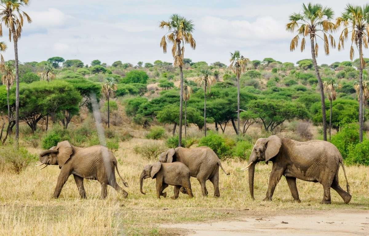 Tarangire National Park Book best Kenya safaris Tanzania safaris and Africa safari holidays with Aether safari collection 54 scaled